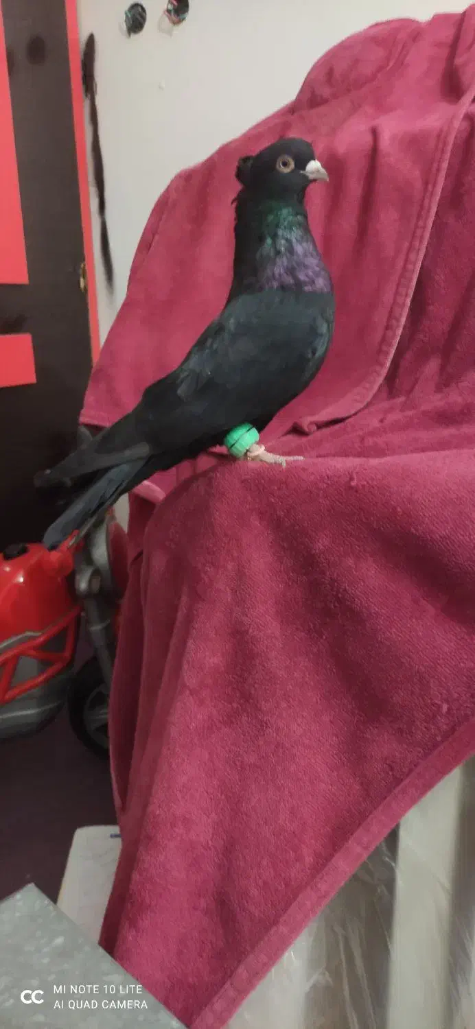 کفتر کبوتر|پرنده|خورموج, |دیوار