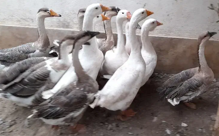 قوغاز|حیوانات مزرعه|کلاله, |دیوار