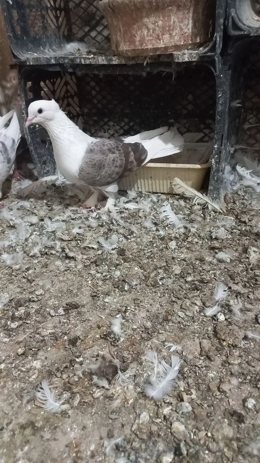 کبوتر پشتار مهر|پرنده|کرج, خرمدشت|دیوار