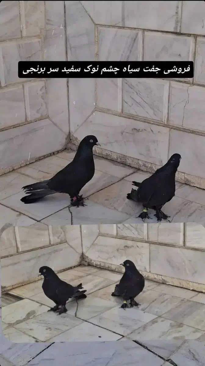 کبوتر پر سیاه چشم نوک سر برنجی|پرنده|فارسان, |دیوار