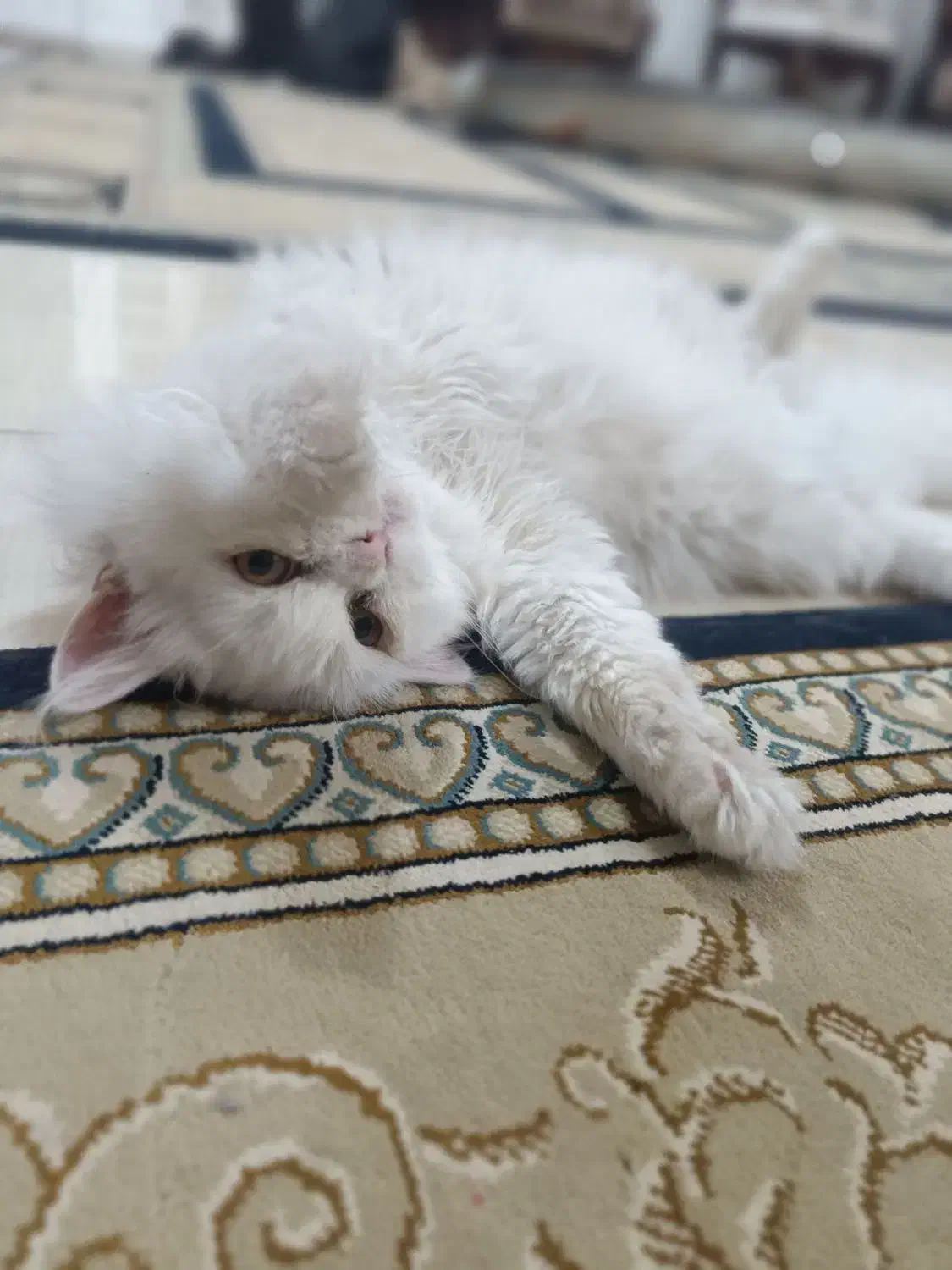 گربه|گربه|زرند, |دیوار