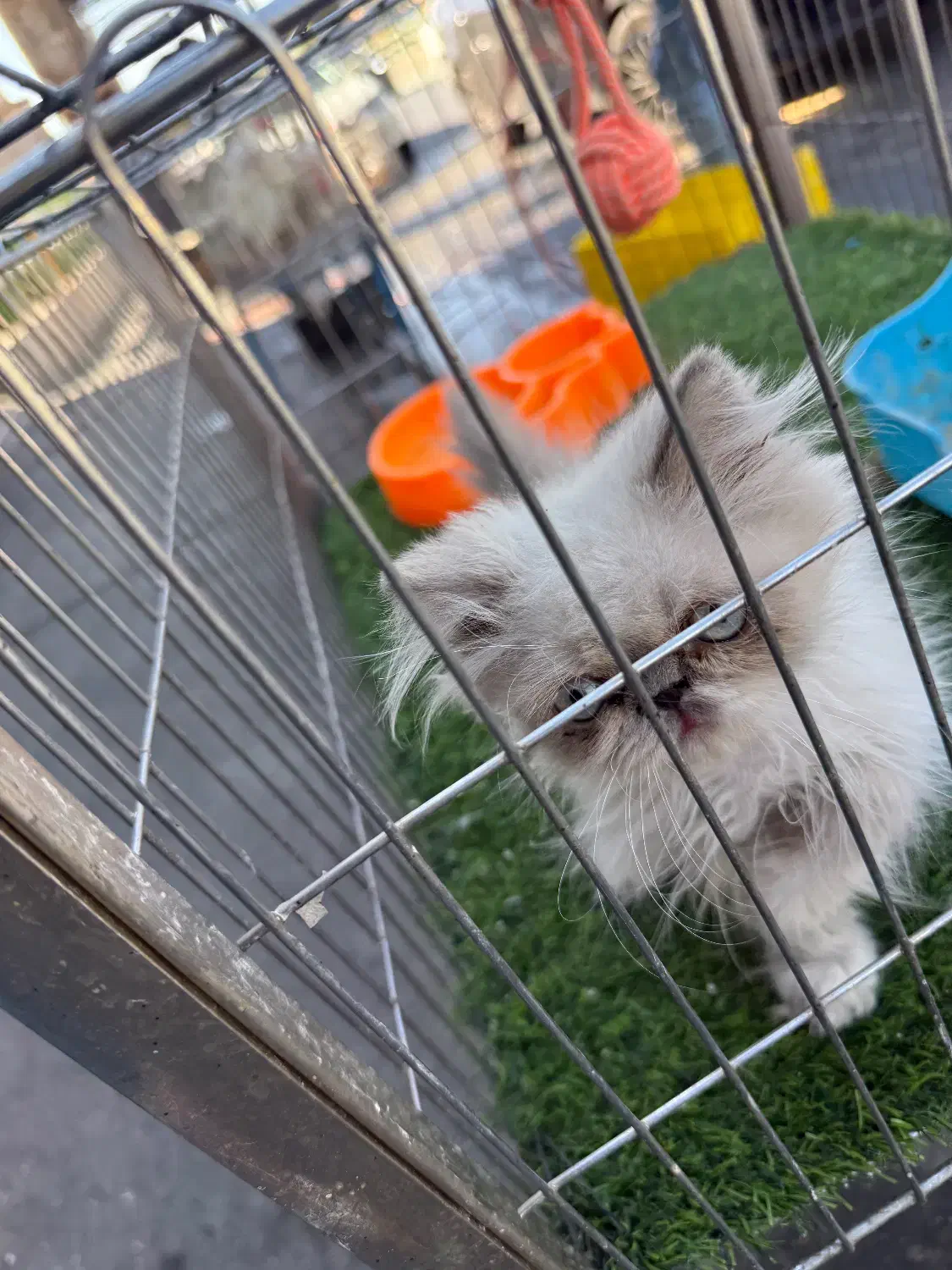 گربه پرشین|گربه|فردیس, فردیس|دیوار