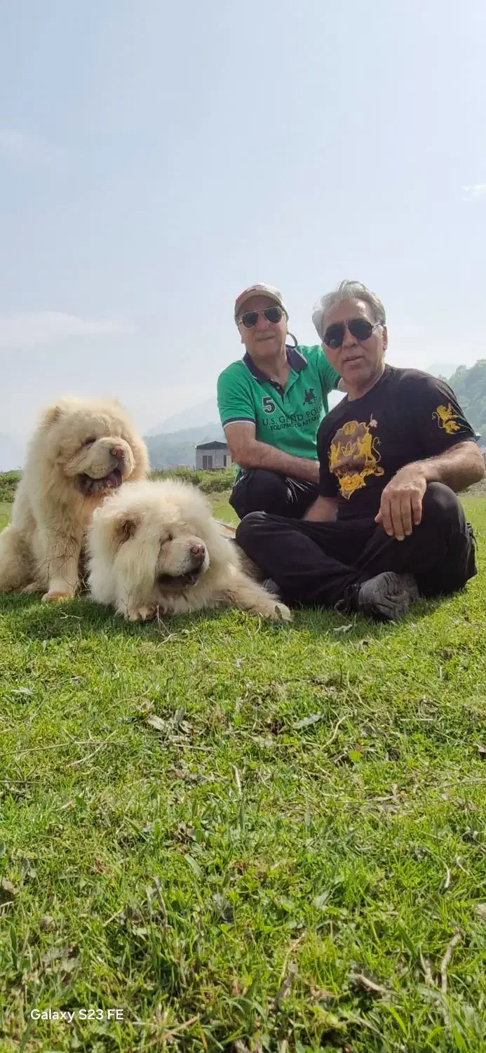 چاوچاو چاو چاو چائو چائو chowchow|سگ|تهران, محمودیه|دیوار