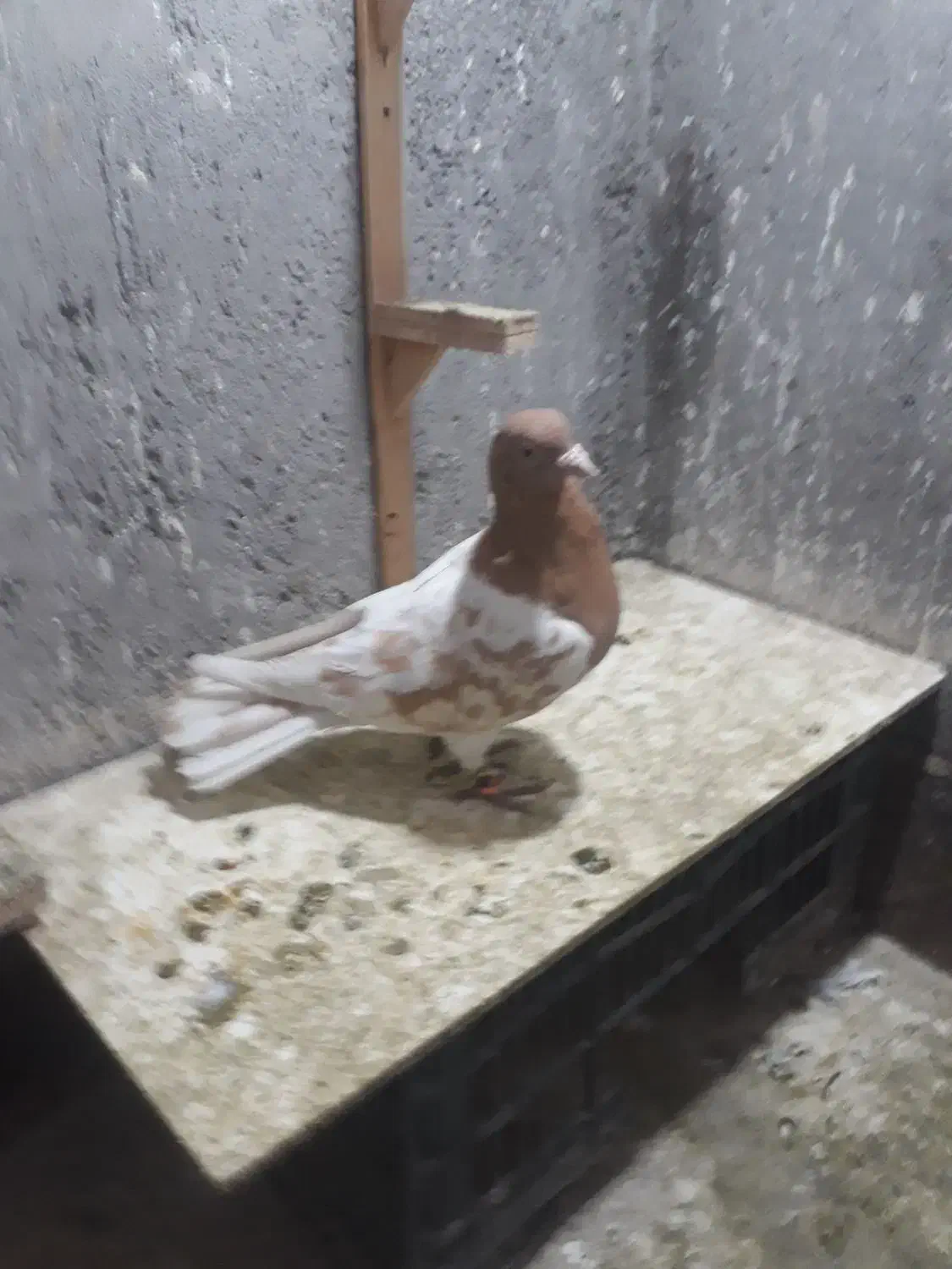 بلوار توس کفتر جفتگاه|پرنده|مشهد, شهرک صنعتی توس|دیوار