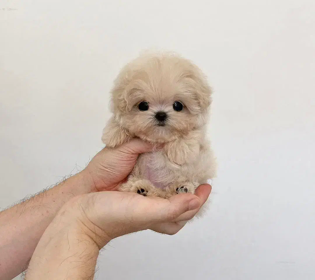 عروسکی/ ۲ماهه / پودل|سگ|هچیرود, |دیوار