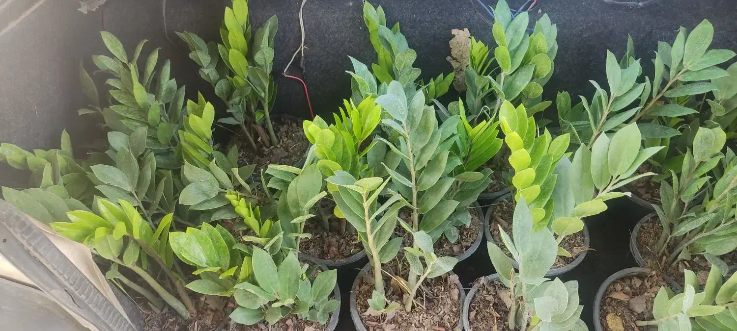زامیفولیا سطل 3|گل و گیاه طبیعی|مینودشت, |دیوار
