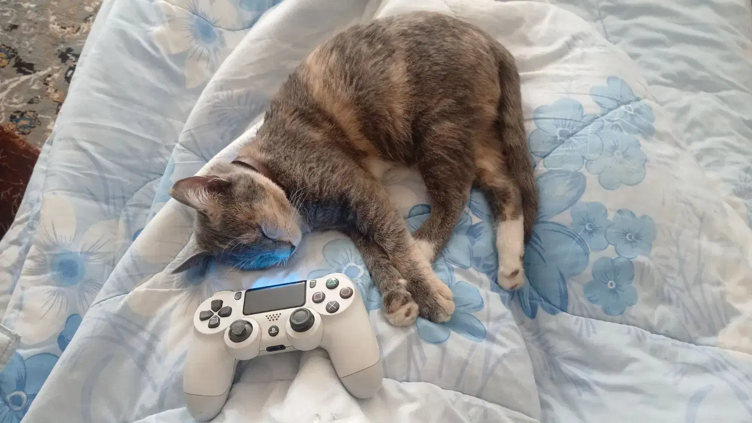 واگذاری گربه رایگان|گربه|شیراز, حجت آباد|دیوار