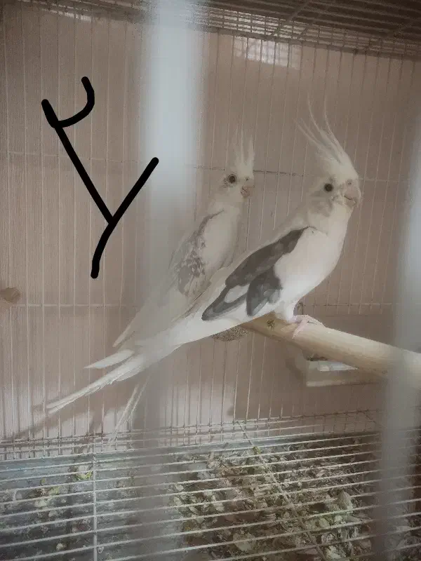 عروس هلندی دوکت البینو دوکت لوتینو زعفرونی|پرنده|مشهد, سیلو|دیوار