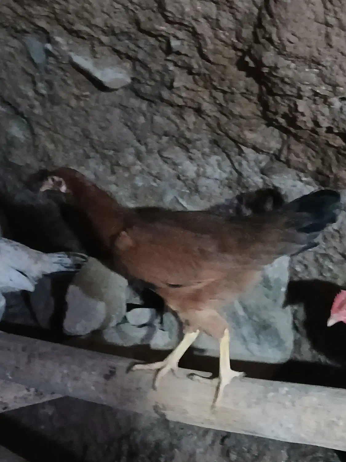 خروس گلین سفید نیمچه مرندی فریک لاری جوان|حیوانات مزرعه|آبیک, |دیوار