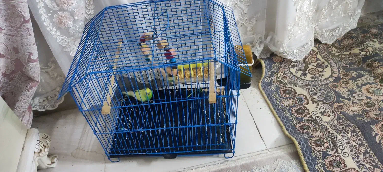 مرغ عشق نر|پرنده|شهریار, شهرک مصطفی خمینی|دیوار