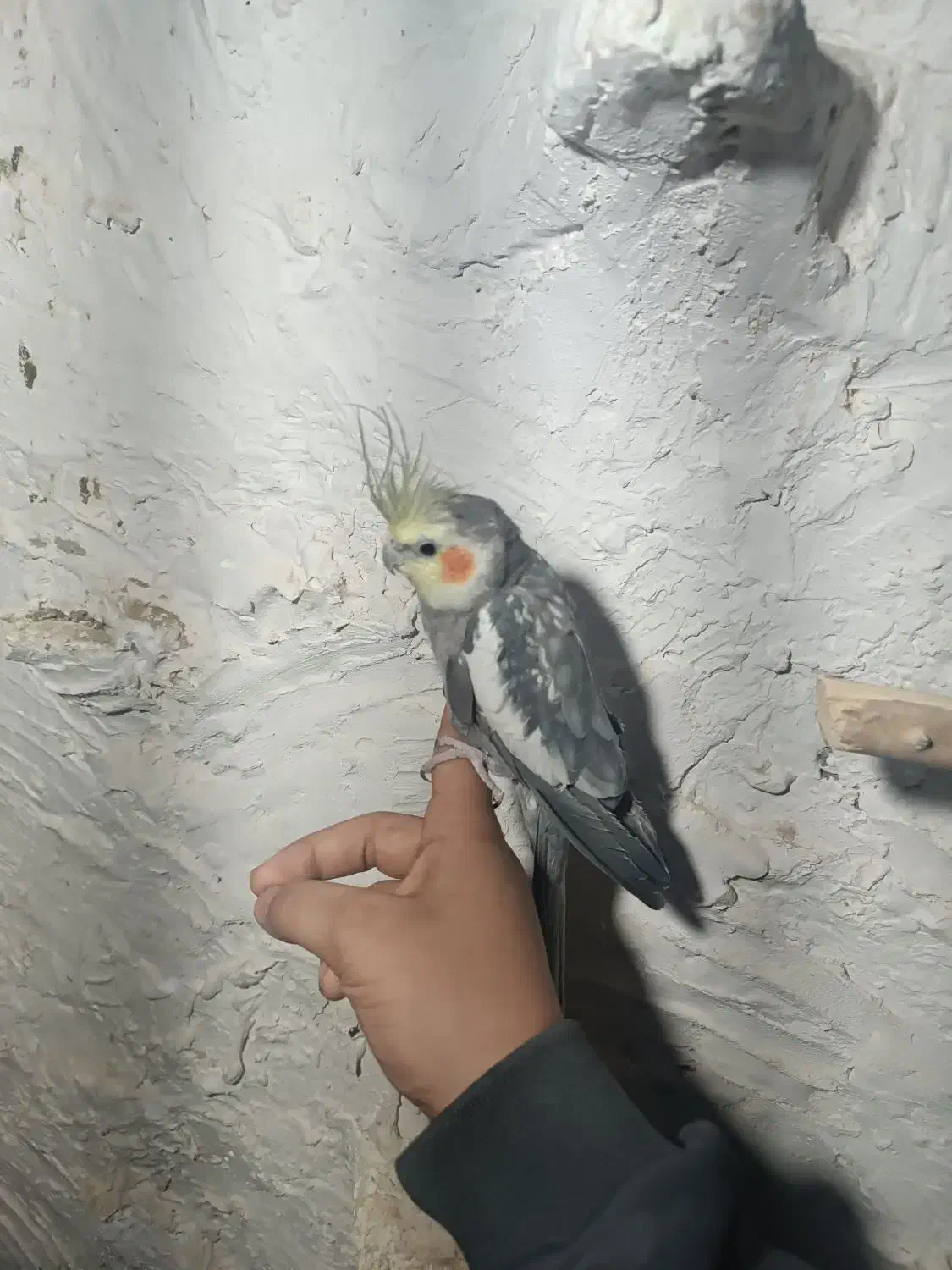 عروس هلندی|پرنده|کهریزک, |دیوار