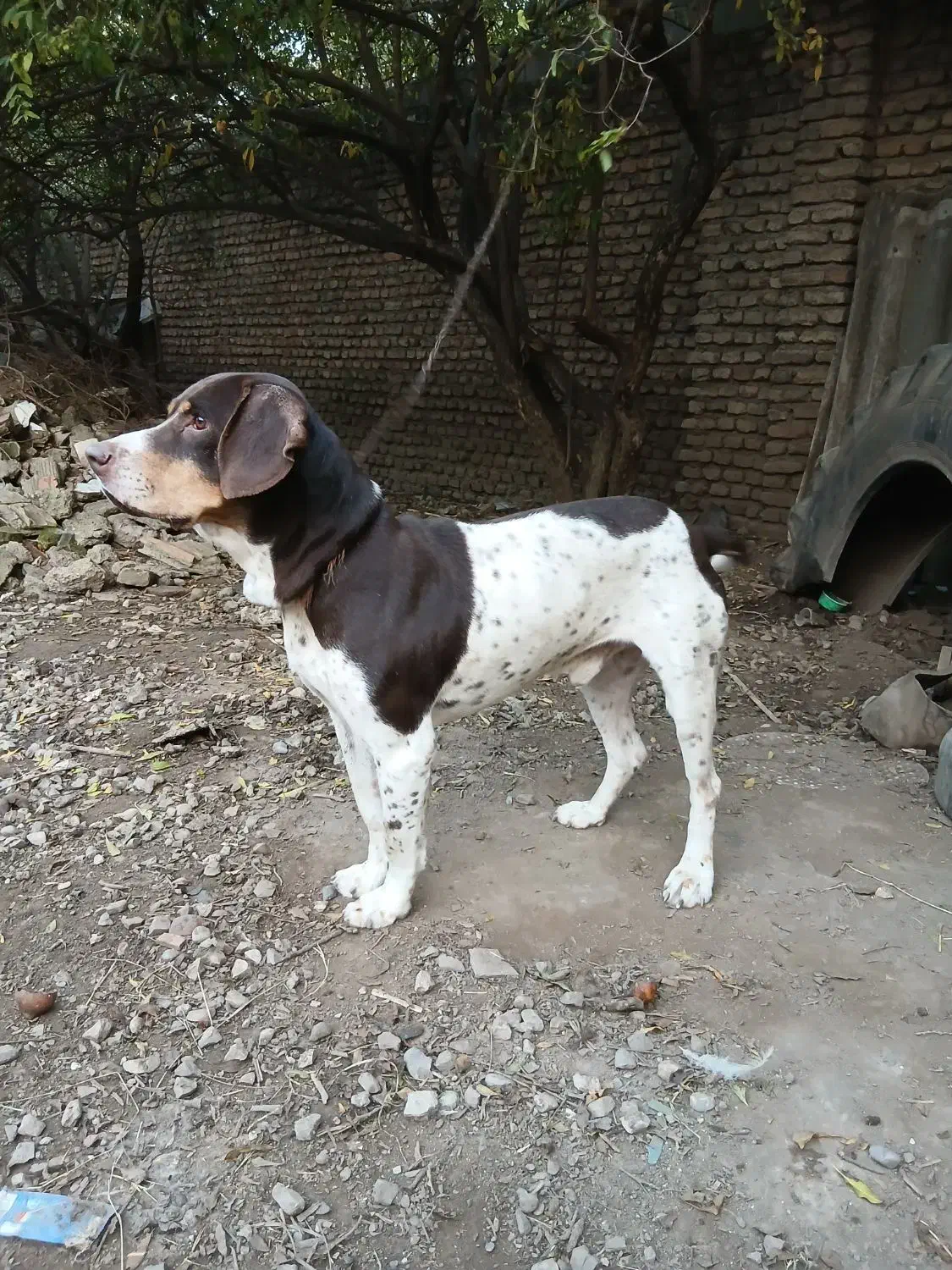 سگ شکاری|سگ|علی‌آباد کتول, |دیوار