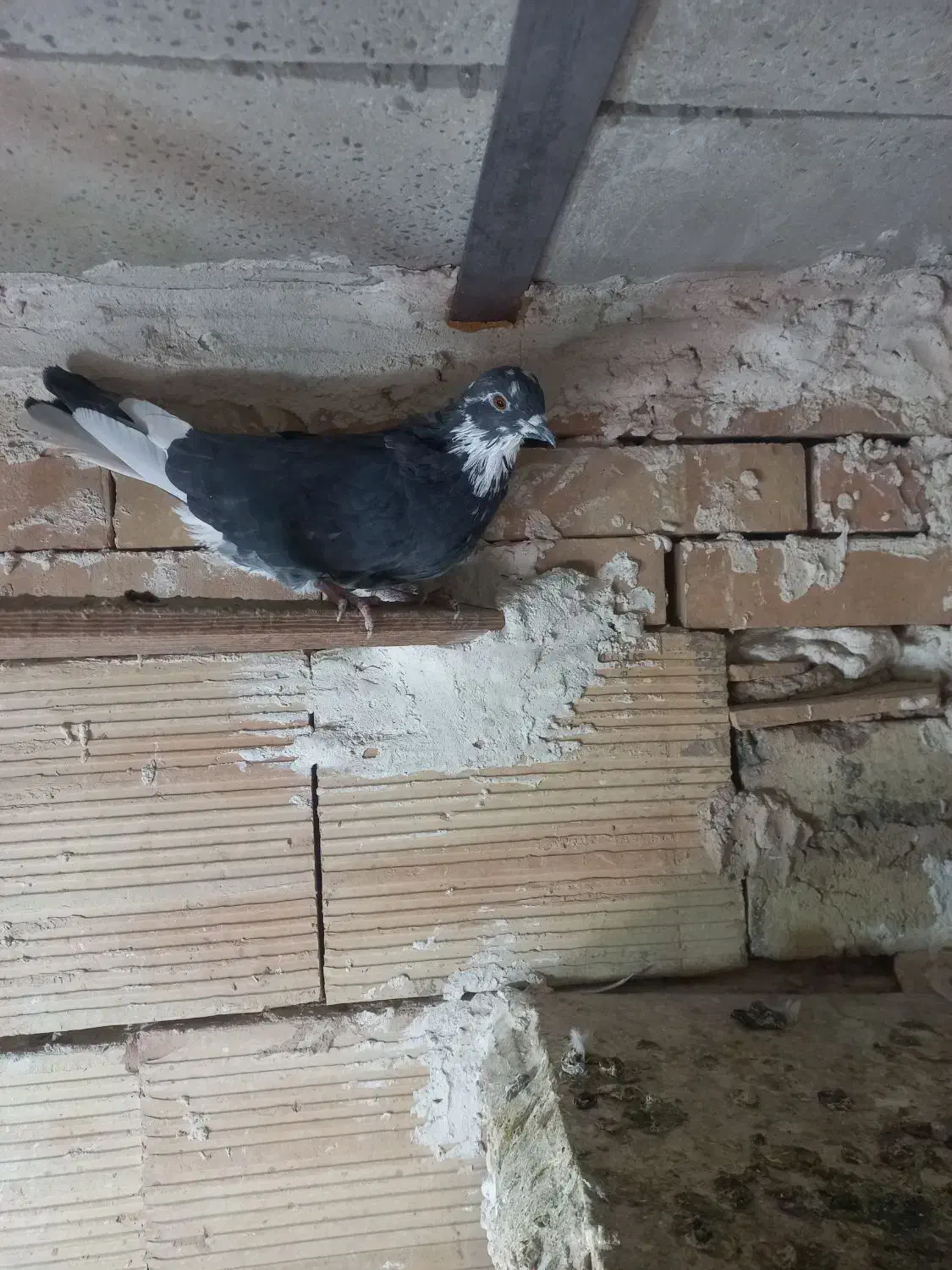 کبوتر ماده|پرنده|نسیم‌شهر, |دیوار