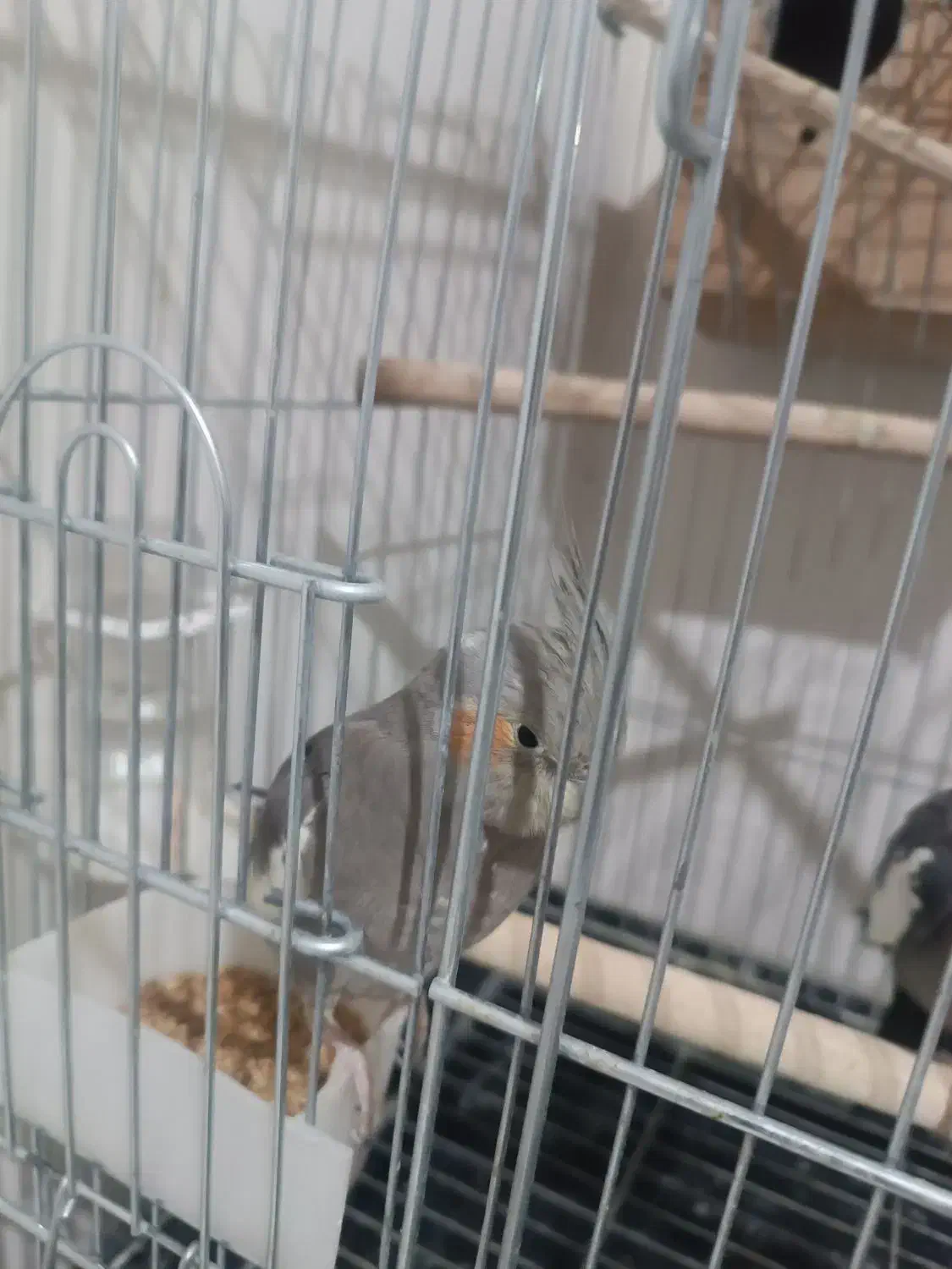 عروس هلندی مولد با جوجه|پرنده|باغستان, |دیوار