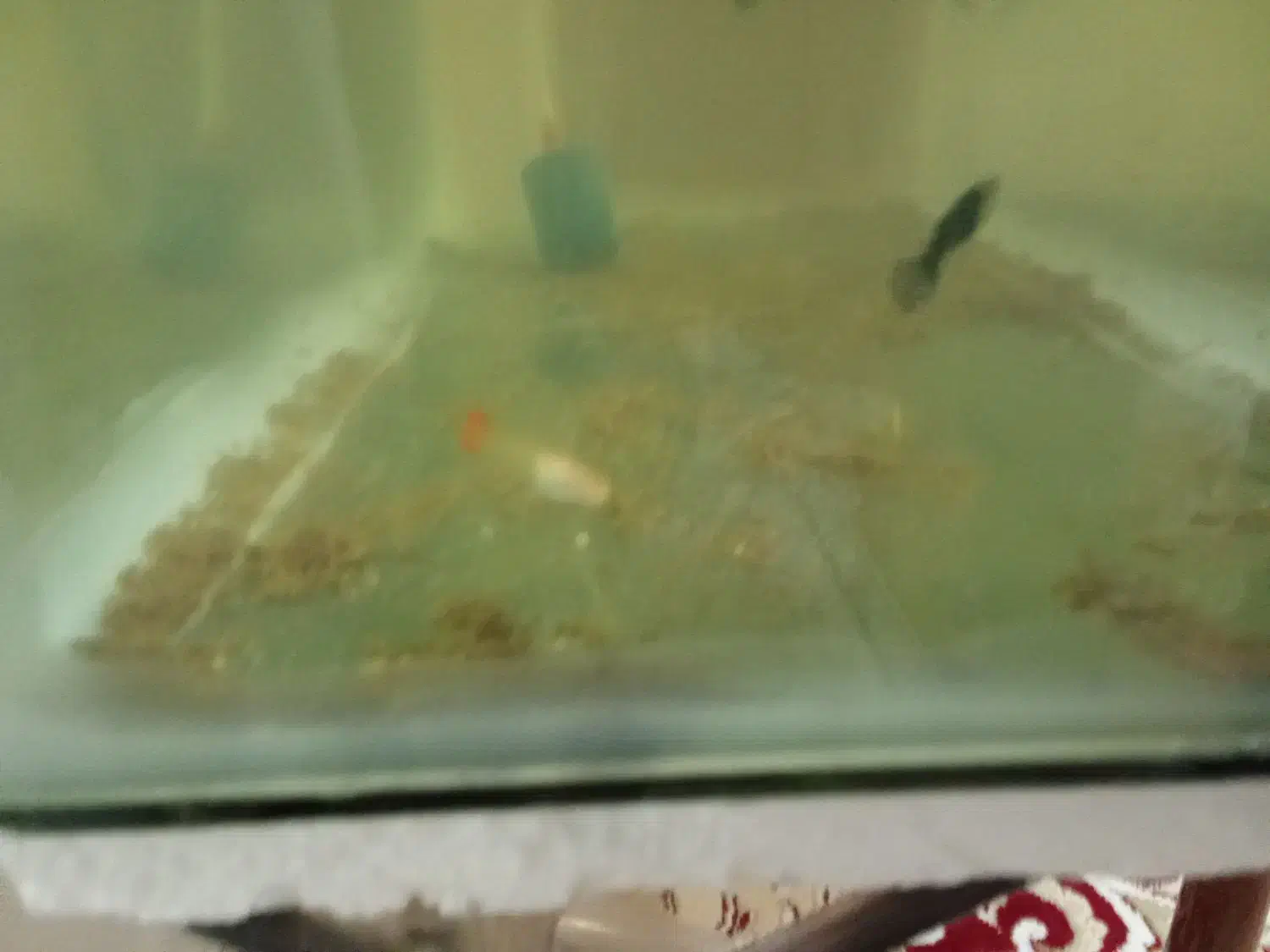 ماهی گوپی|ماهی|بروجرد, |دیوار