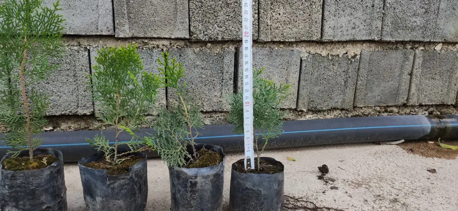 فروش نشا کامیس سبز و سرطلا با کیفیت عالی|گل و گیاه طبیعی|نکا, |دیوار