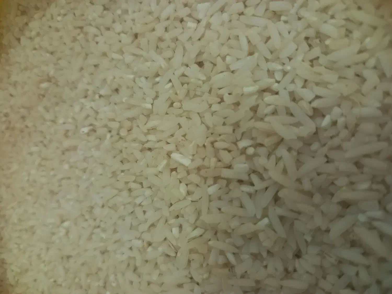 سر لاشه هاشمی اعلا|خوردنی و آشامیدنی|محمدیه-قزوین, |دیوار