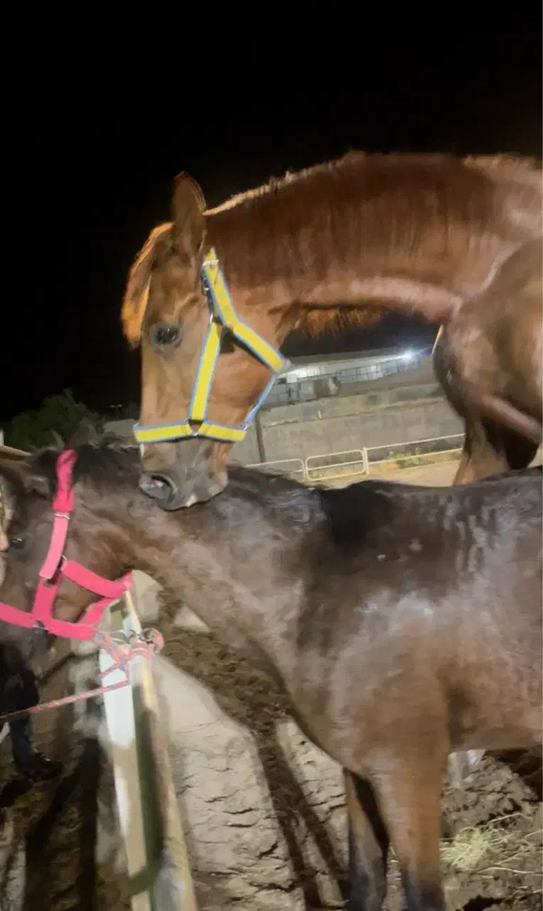 مادیان با کره|اسب و تجهیزات اسبسواری|کوهسار (البرز), |دیوار