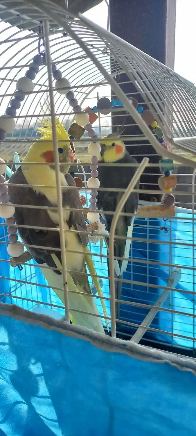 عروس هلندی جفت|پرنده|کوچصفهان, |دیوار