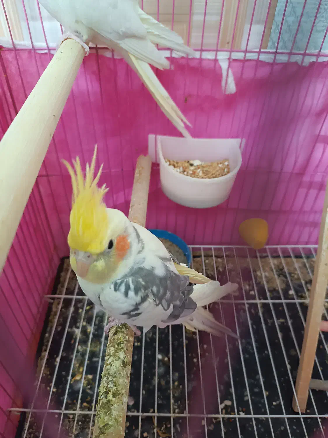 عروس هلندی ابلغ نر سه ماهه سخنگو|پرنده|ابهر, |دیوار