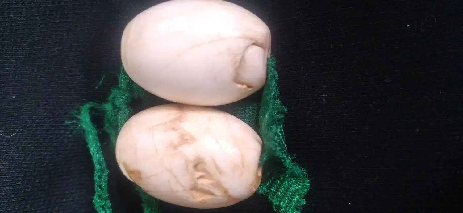 مهره قدیمی|بدلیجات|ایلام, |دیوار