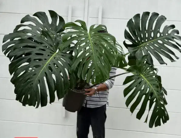 گل و گیاه اپارتمانی|گل و گیاه طبیعی|گلبهار, شهر جدید گلبهار|دیوار