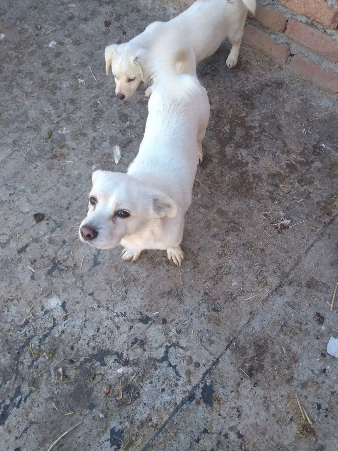 سگ اشپیتز|سگ|اسدآباد, |دیوار