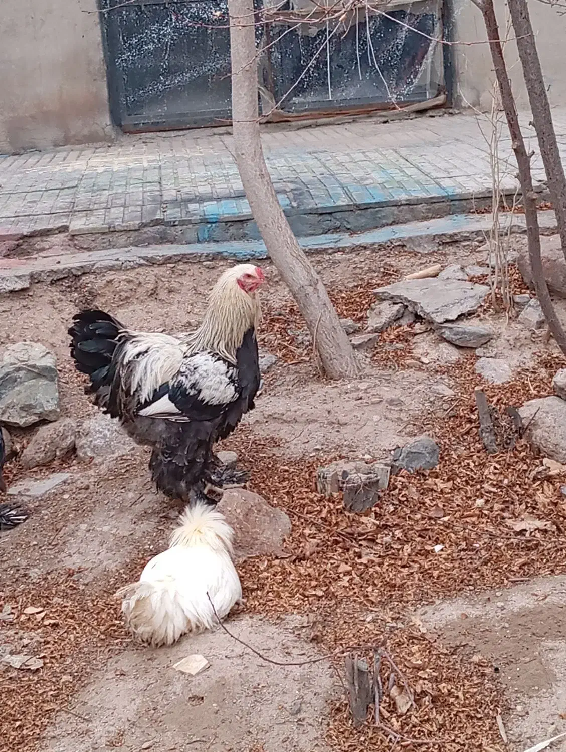 خروس|حیوانات مزرعه|پاریز, |دیوار