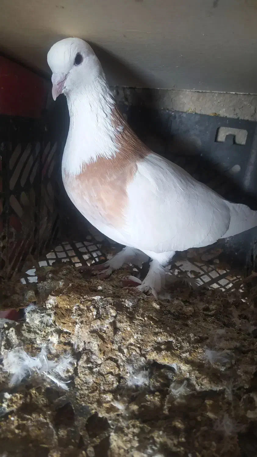 کفتر|پرنده|درمیان, |دیوار