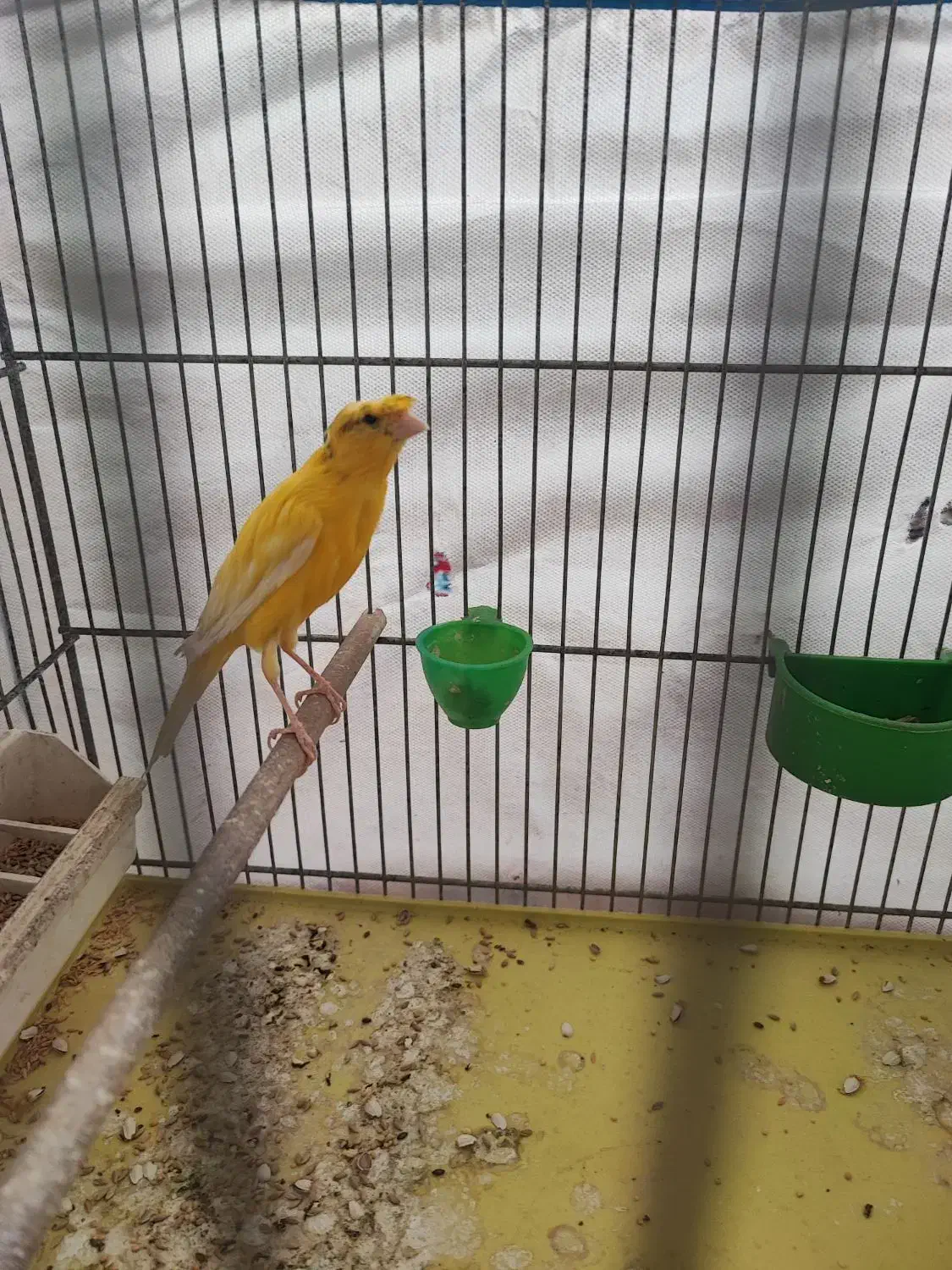 قناری|پرنده|قم, انسجام|دیوار