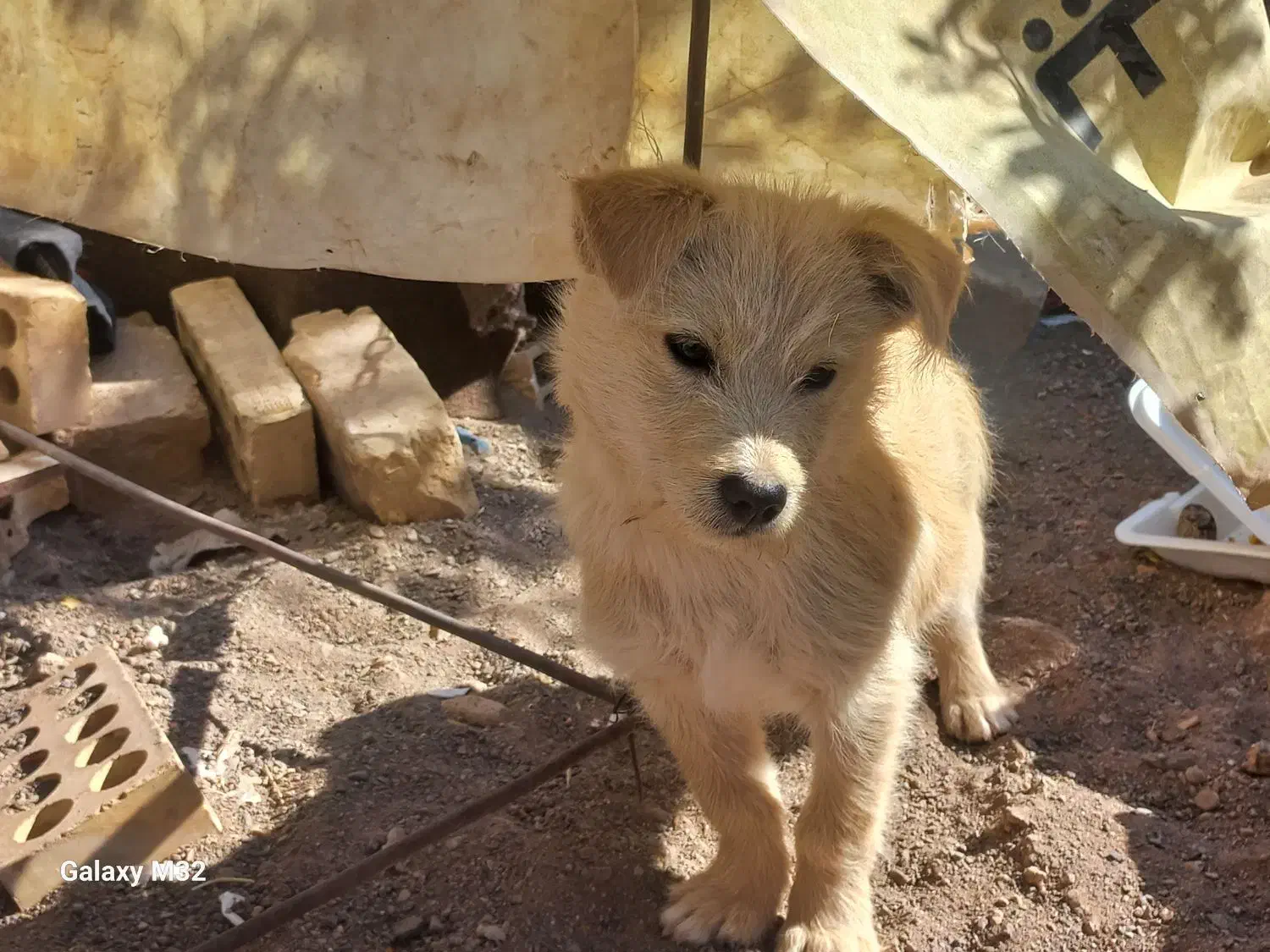 سگ فروشی|سگ|رفسنجان, |دیوار