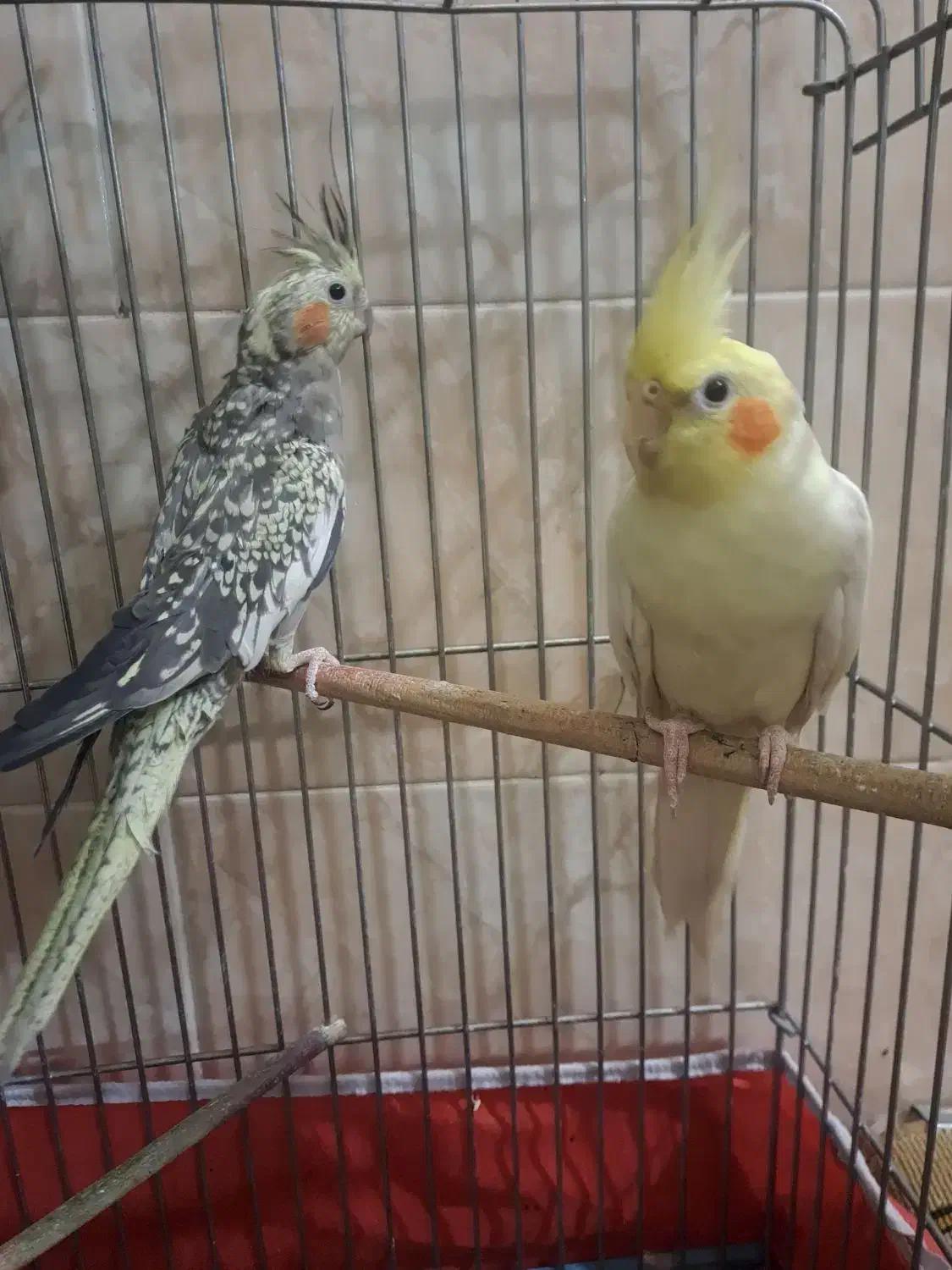 عروس هلندی|پرنده|دلیجان, |دیوار