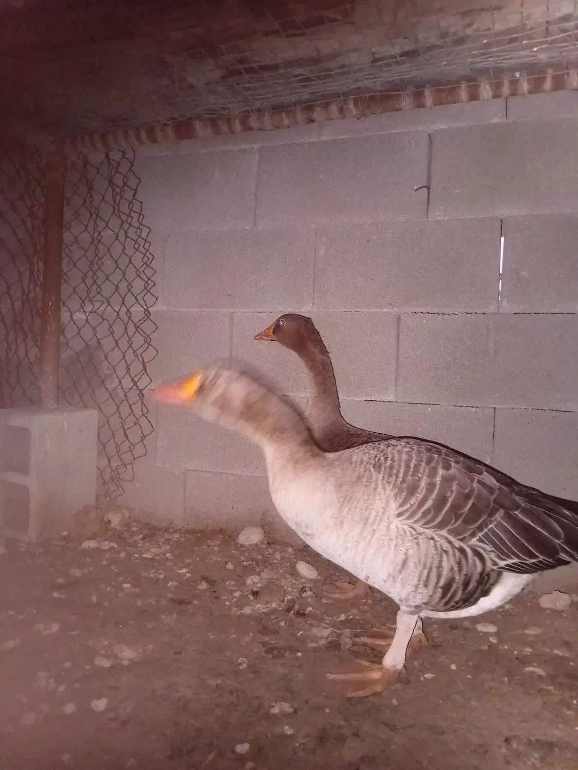 غاز ۹ماهه تخم گذار|پرنده|گتوند, |دیوار