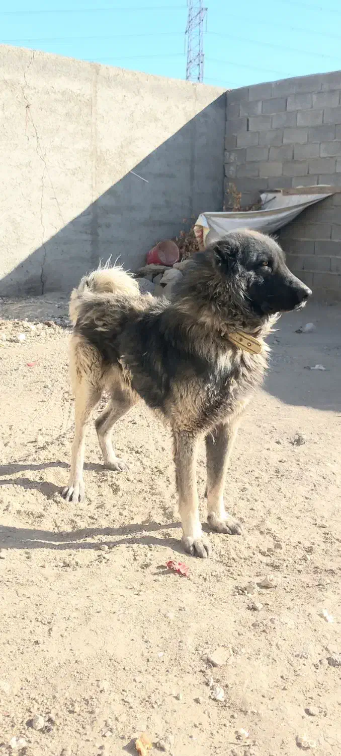 سگ گمشده|حیوانات|تنکمان, |دیوار