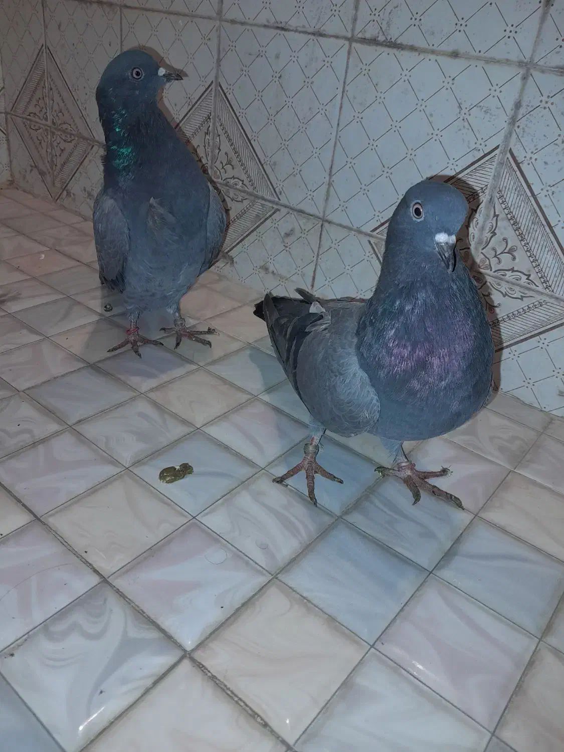 کبوتر سبز و سرور|پرنده|قائمشهر, |دیوار