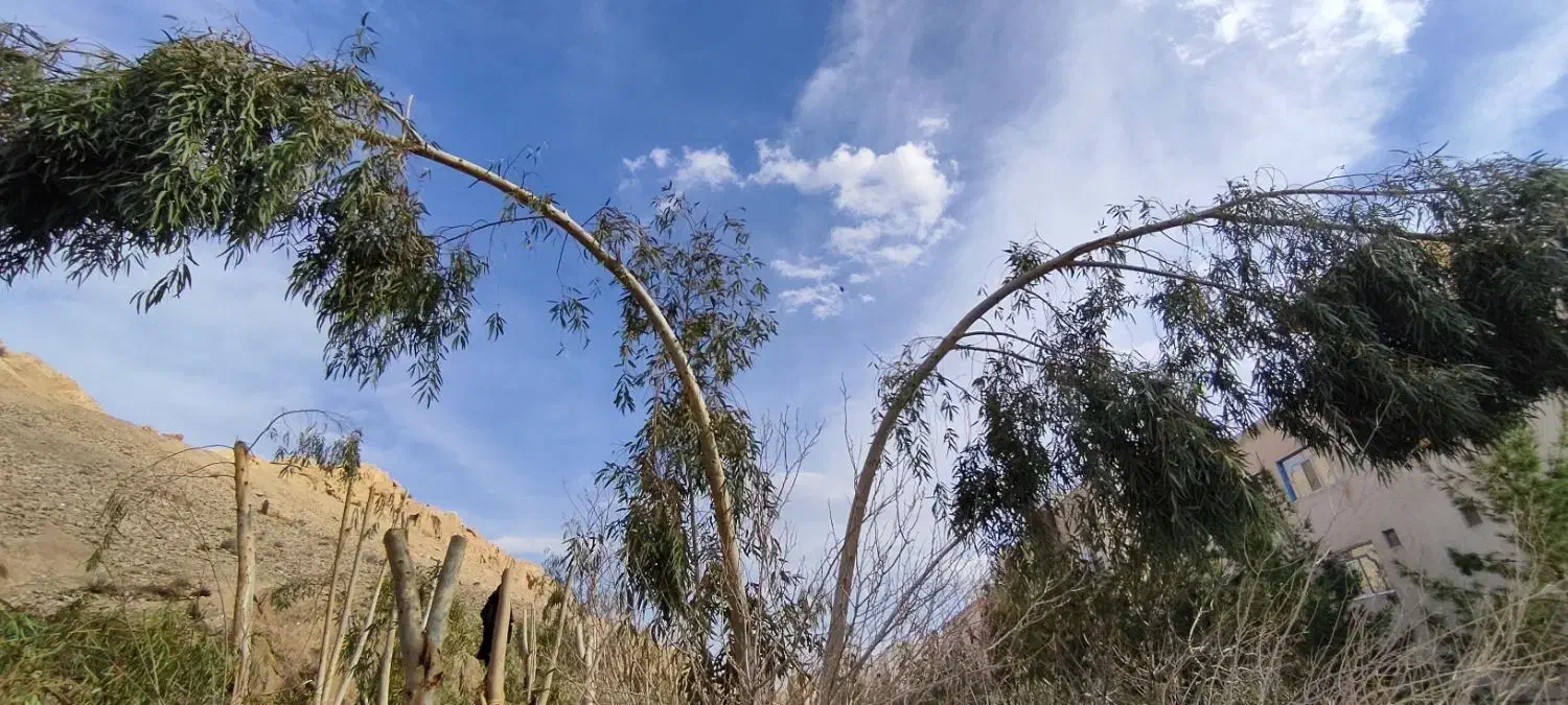 خرید چوب و هرس تخصصی درختان|خدمات باغبانی و درختکاری|قم, قلعه صدری|دیوار