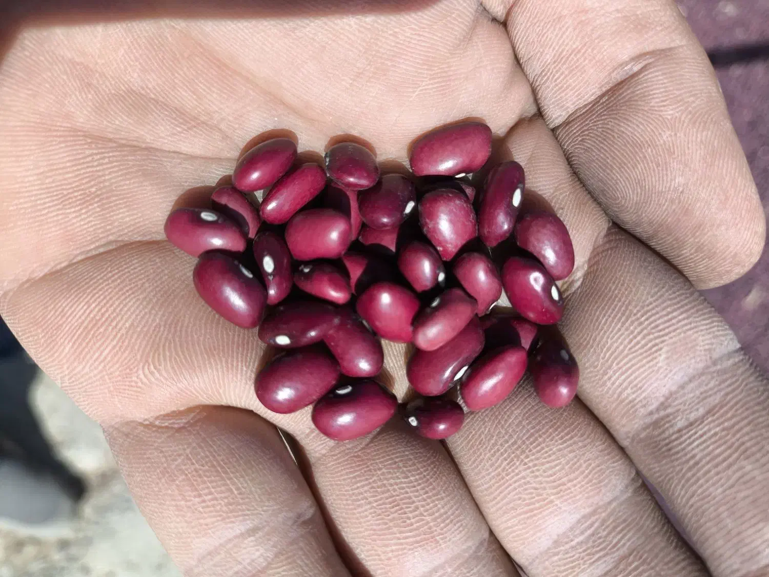 لوبیا قرمز|عمدهفروشی|نوبران, |دیوار