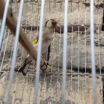 سهره .انتیک.قناری|پرنده|خمینیشهر, |دیوار