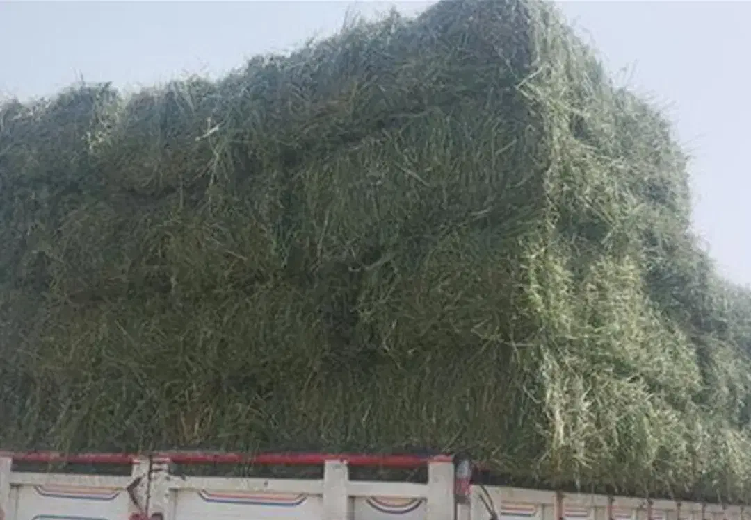 یک تن بیده(یونجه خشک شده) پارساله بسیار مرغوب|حیوانات مزرعه|بسطام, |دیوار