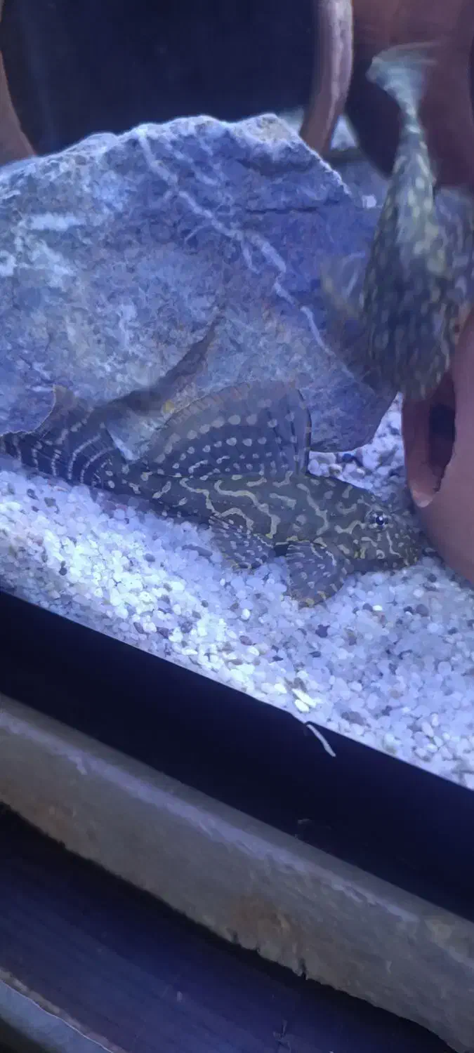 لجن خوار اسپورت|ماهی|کرمان, |دیوار