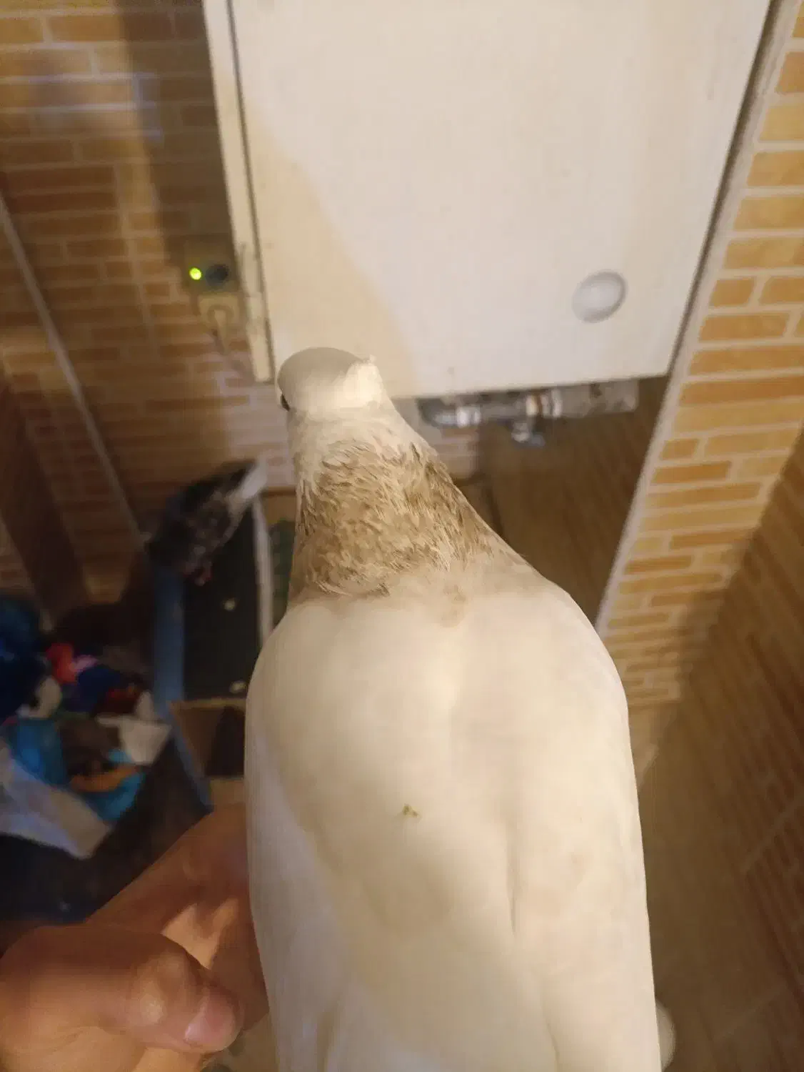 کفتر طوقی ماده|پرنده|فولادشهر, مسکن مهر فولادشهر|دیوار