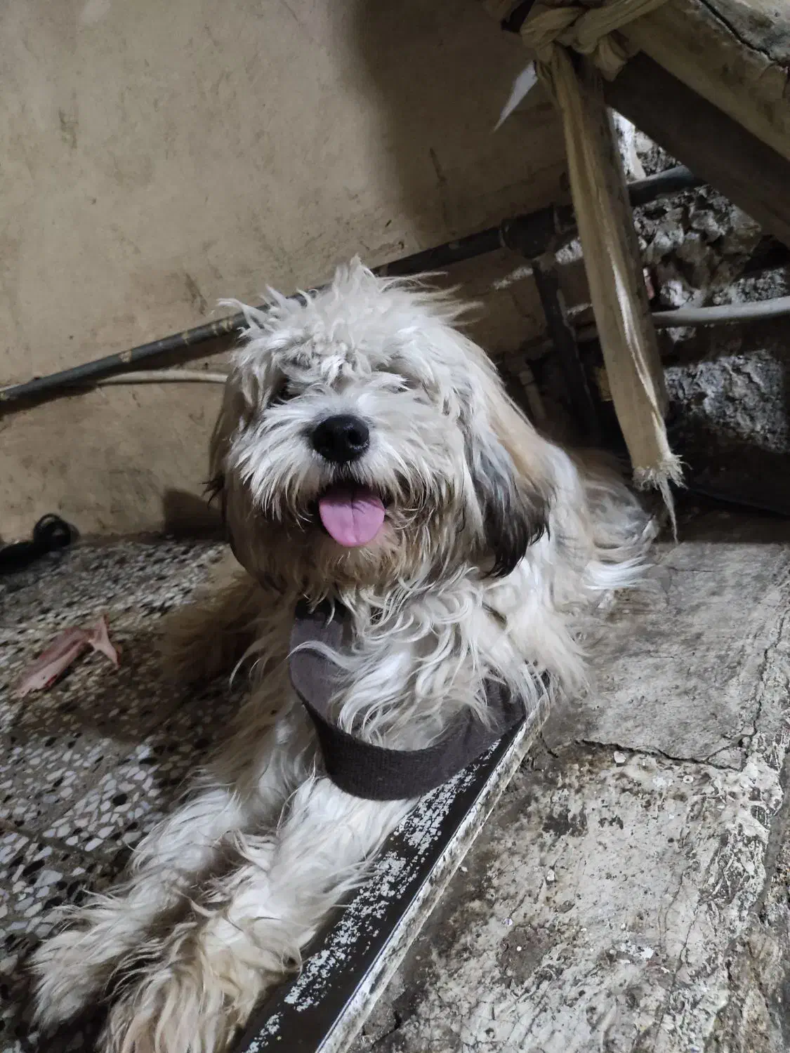 سگ فروشی|سگ|دزفول, |دیوار