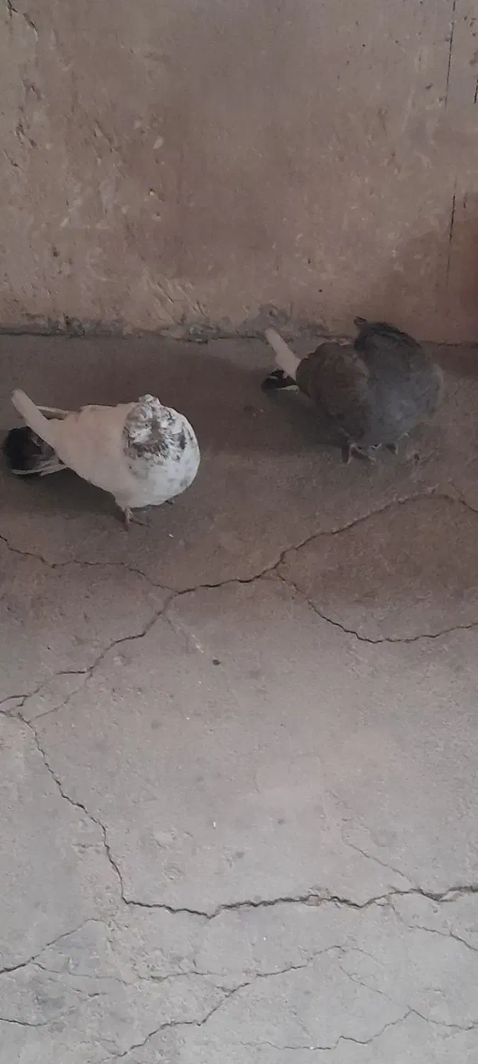 کبوتر کاکولی به فروش میرسد|پرنده|روانسر, |دیوار