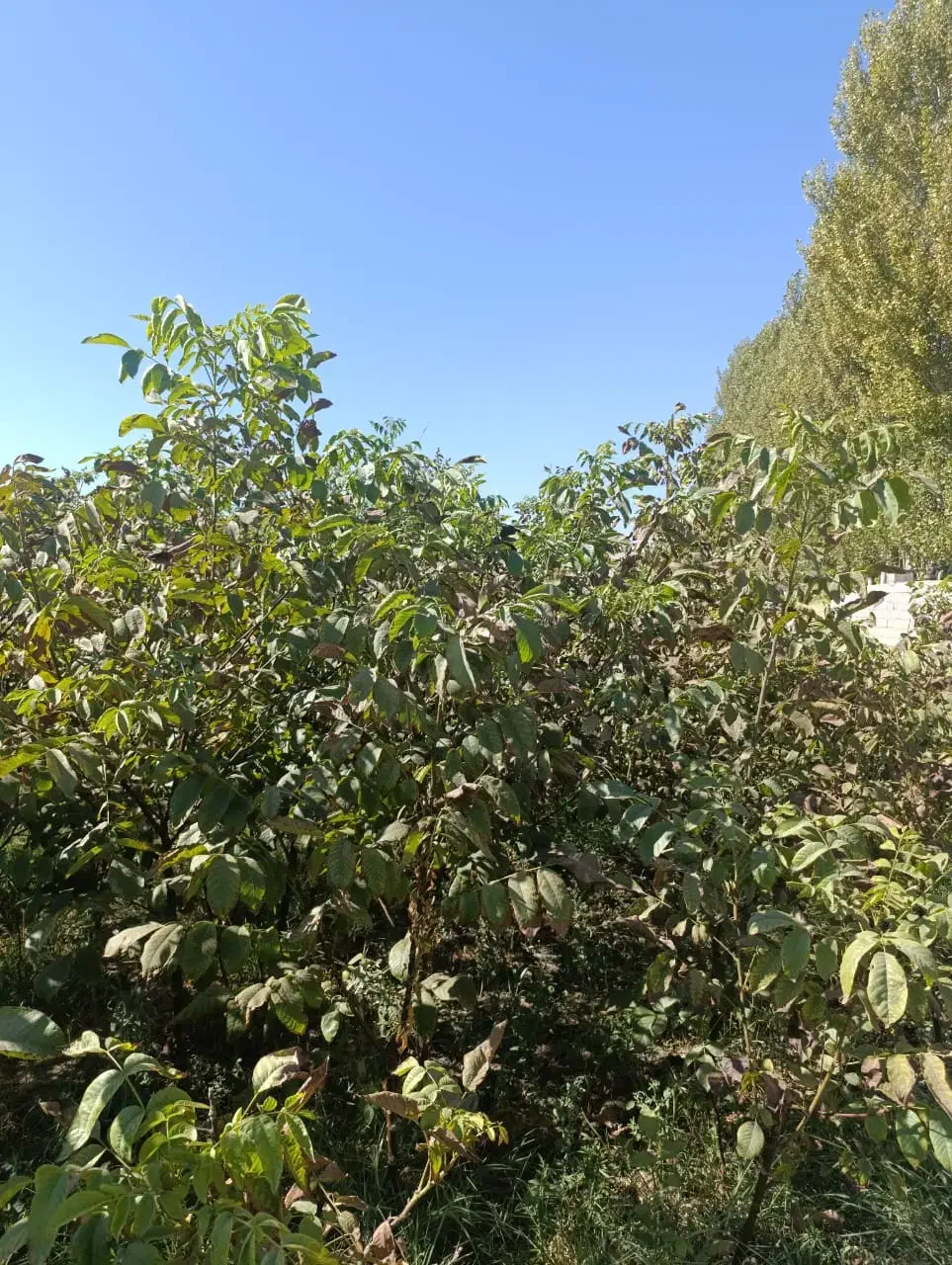 نهال گردو مناسب اقلیم های مختلف ایران|خدمات باغبانی و درختکاری|سنندج, |دیوار