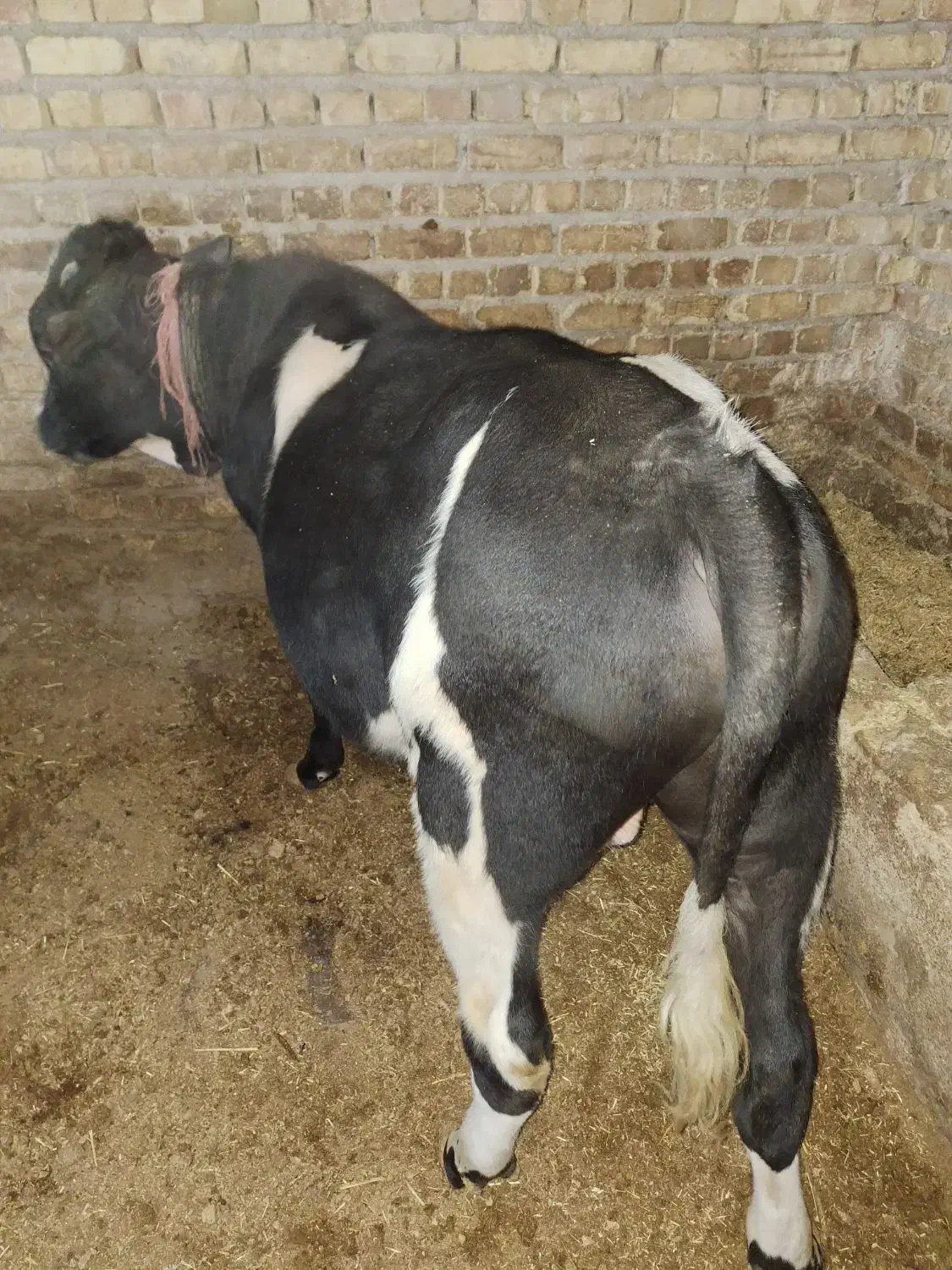 گوساله نر|حیوانات مزرعه|ابهر, |دیوار