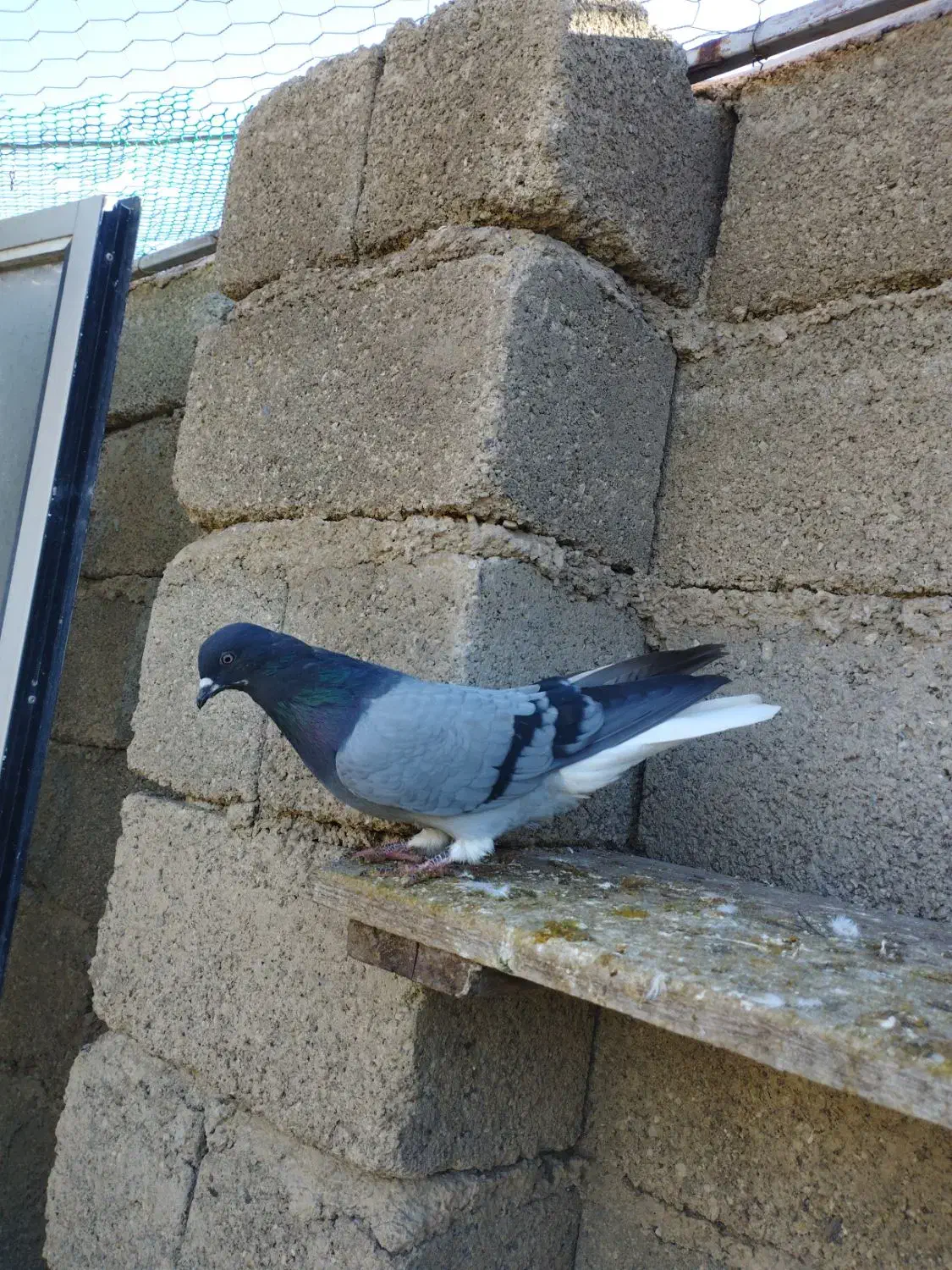 سبز نر تخت دم سفید|پرنده|چرداول, |دیوار