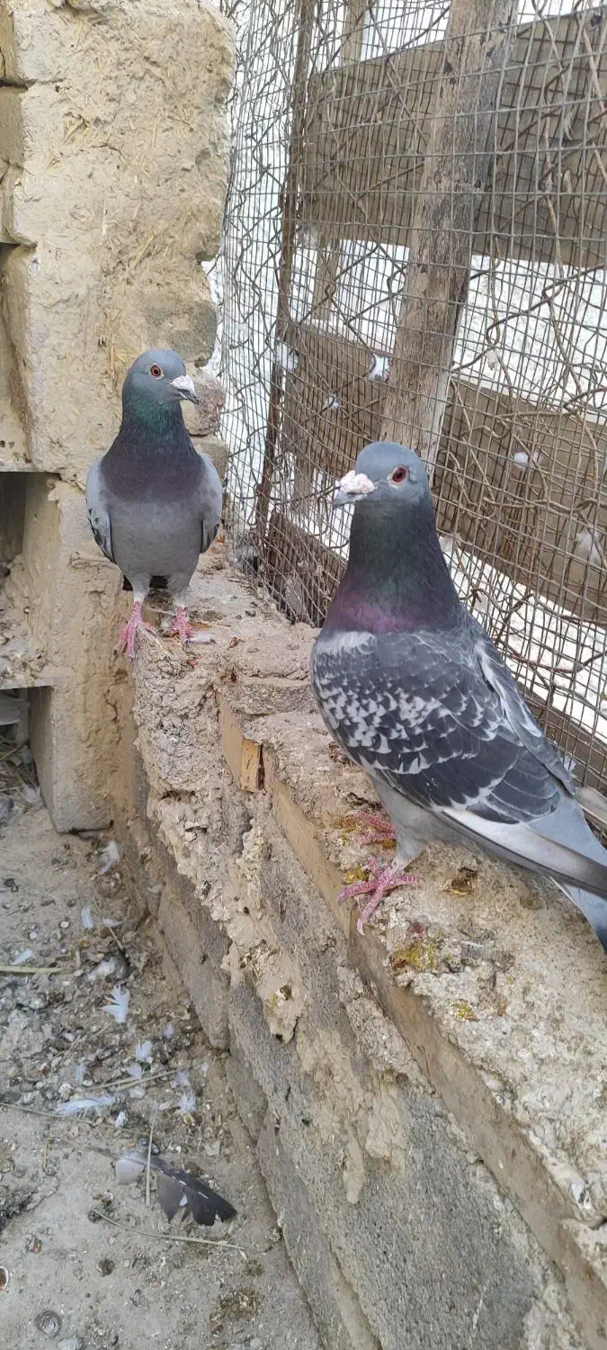 فروش کبوتر|پرنده|بندر دیر, |دیوار