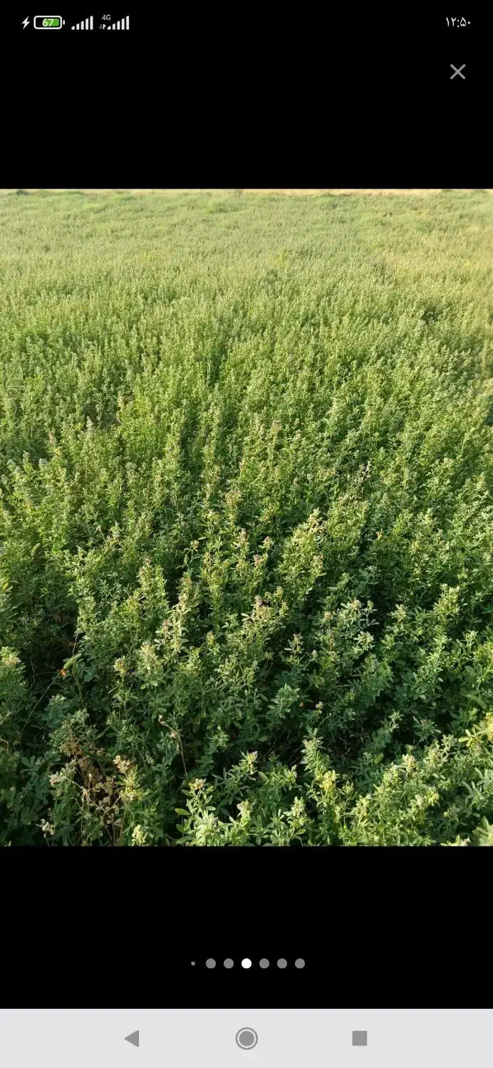 کاه لوبیا|عمده‌فروشی|کهنوج, |دیوار