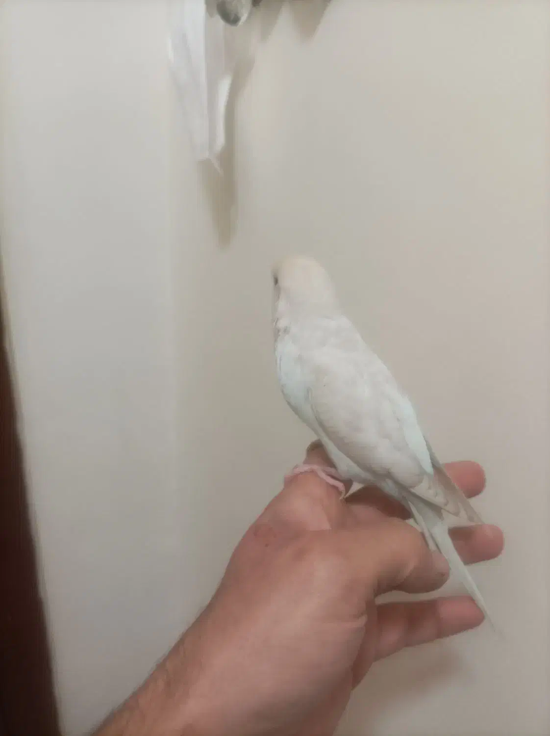 مرغ عشق دستی|پرنده|فردیس, نسترن شرقی|دیوار