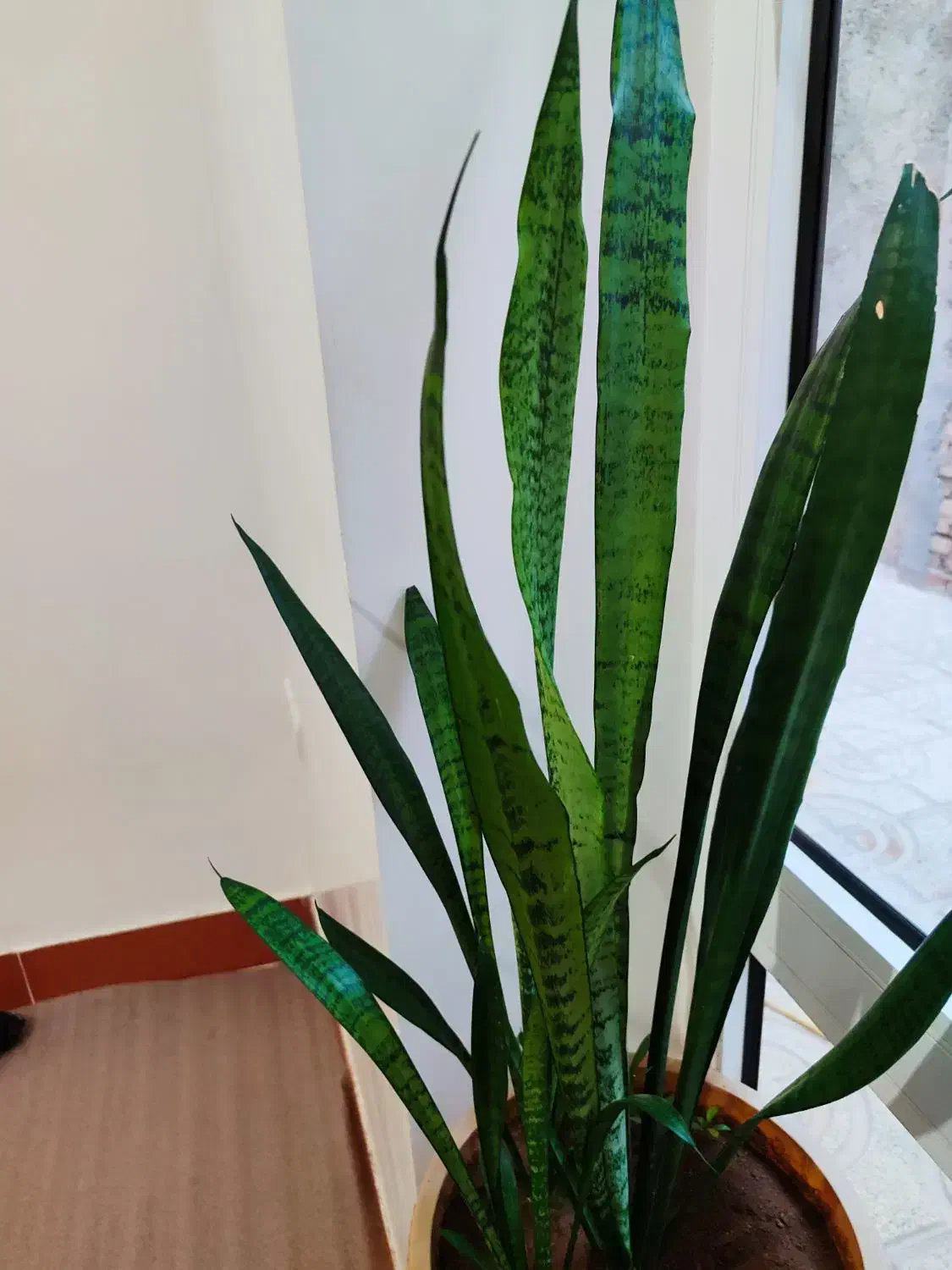 گل سالم و زیبا برای فروش|گل و گیاه طبیعی|مهاباد (آذربایجان غربی), |دیوار